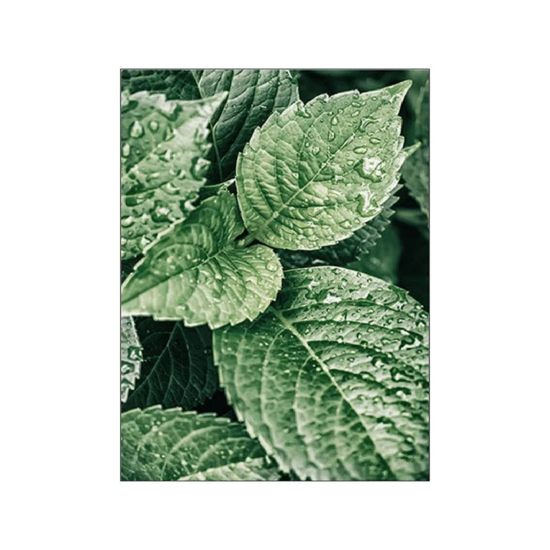 Plakat Monstera – zielone liście Wzór 5