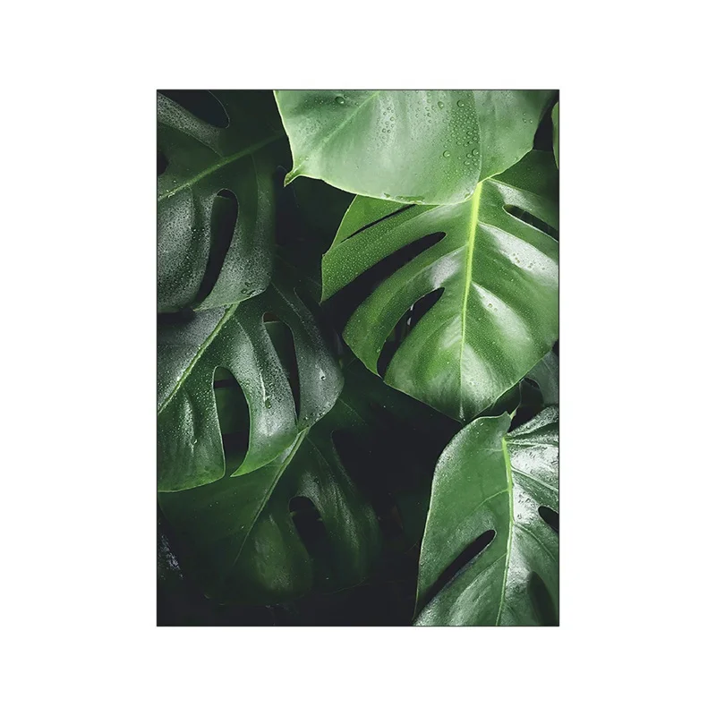 Plakat Monstera – zielone liście Wzór 6