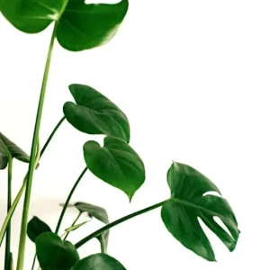 Monstera - minimalistyczny plakat z rośliną Wzór 1