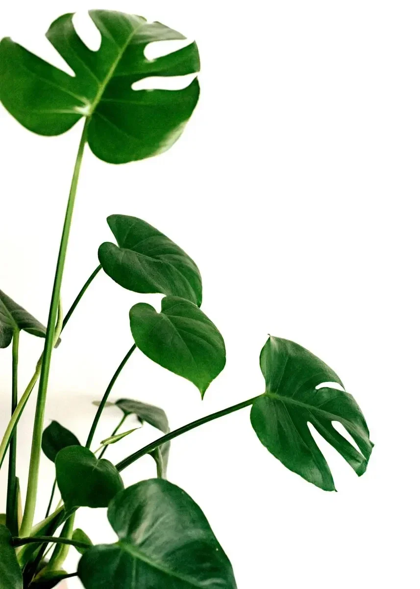 Monstera - minimalistyczny plakat z rośliną Wzór 1