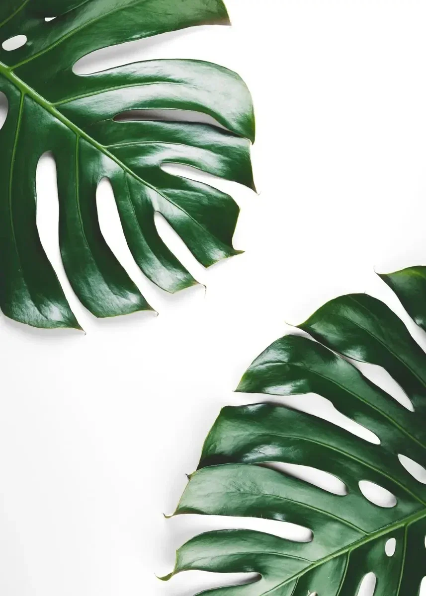 Monstera - minimalistyczny plakat z rośliną Wzór 2