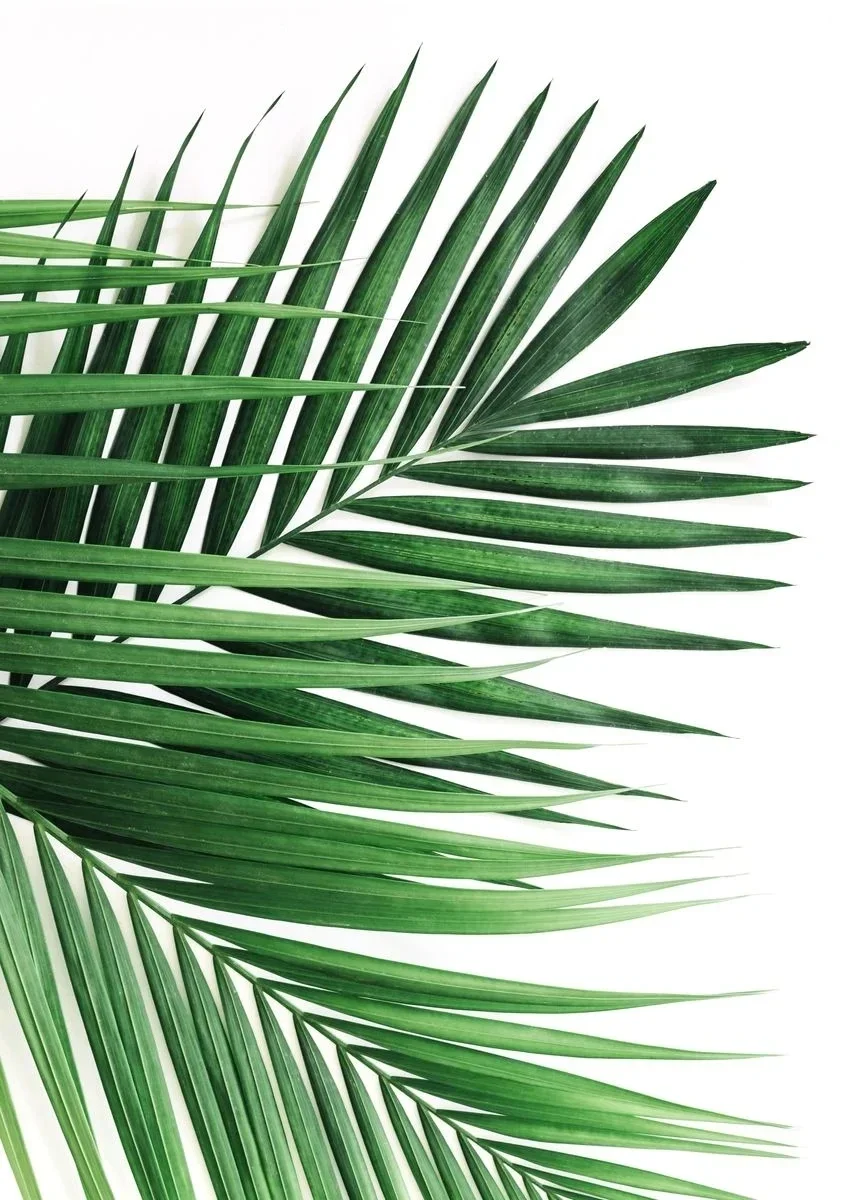 Monstera - minimalistyczny plakat z rośliną Wzór 4