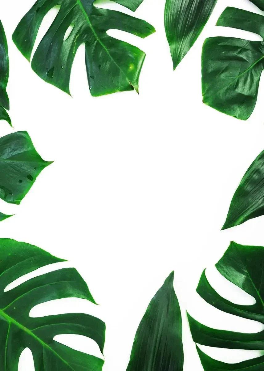 Monstera - minimalistyczny plakat z rośliną Wzór 5