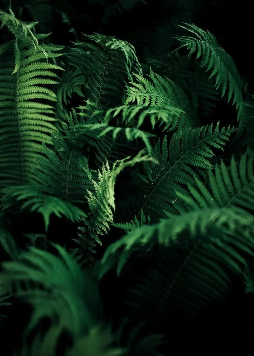 Monstera - minimalistyczny plakat z rośliną Wzór 6
