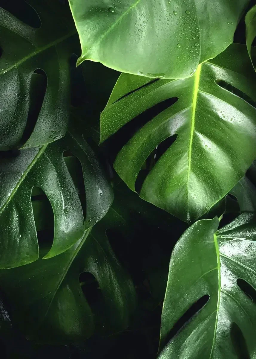 Monstera - minimalistyczny plakat z rośliną Wzór 7