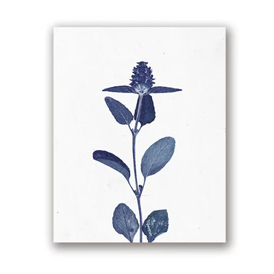 Niebieskie kwiaty – plakat botaniczny Wielo