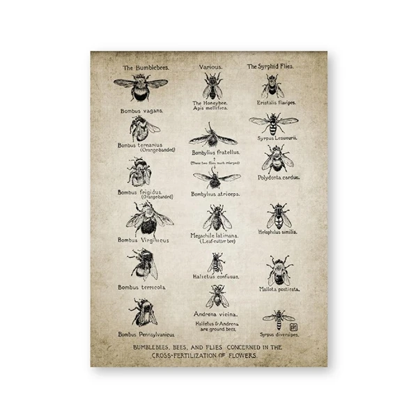 Plakat owady vintage - ilustracja entomologiczna Wzór 2