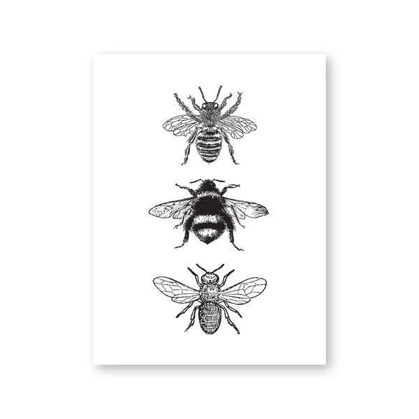 Plakat owady vintage - ilustracja entomologiczna Wzór 4