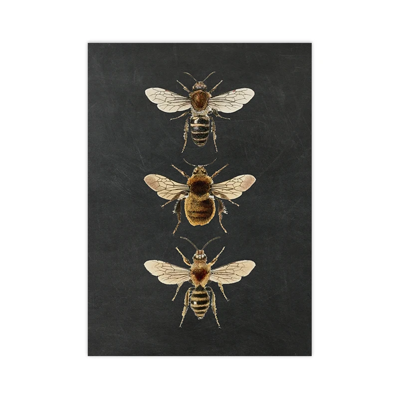 Plakat owady vintage - ilustracja entomologiczna Wzór 5