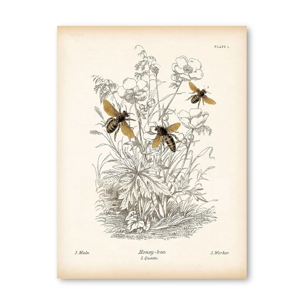 Plakat owady vintage - ilustracja entomologiczna Wzór 8
