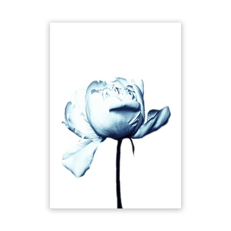 Perfumy i niebieskie piwonie Burgundia