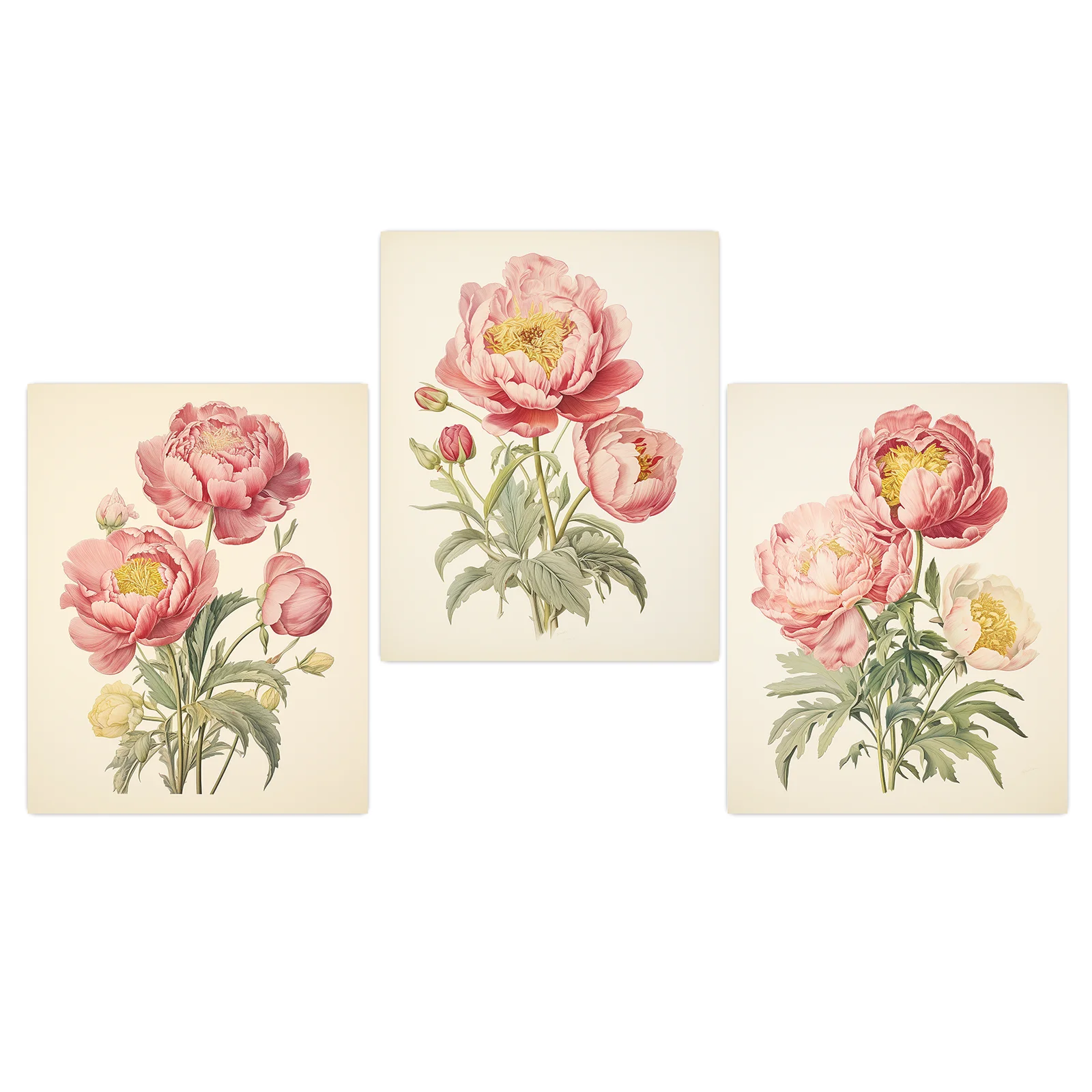 Plakat piwonie vintage - różowa grafika botaniczna Biały