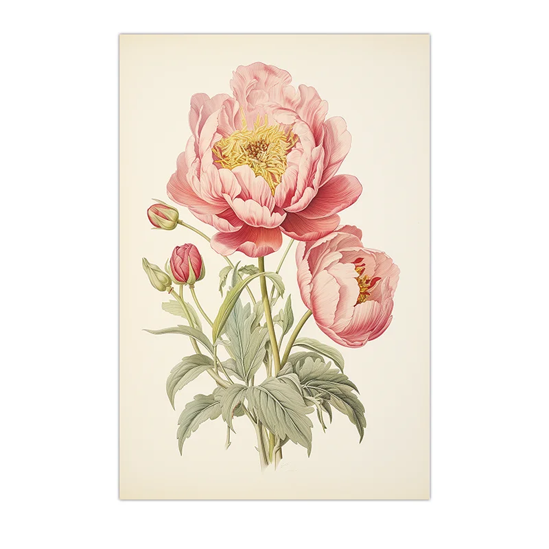 Plakat piwonie vintage - różowa grafika botaniczna Czerwony