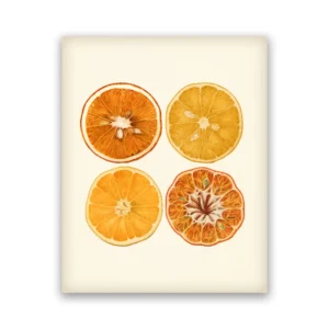 Pomarańcza - botaniczny plakat vintage do kuchni Wzór 1