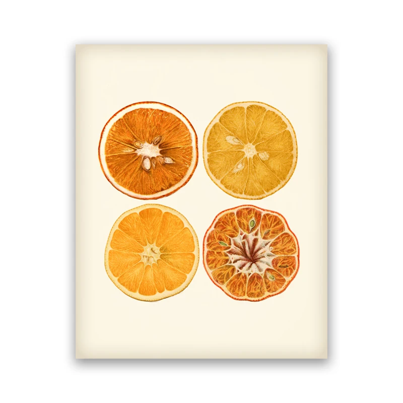Pomarańcza - botaniczny plakat vintage do kuchni Wzór 1