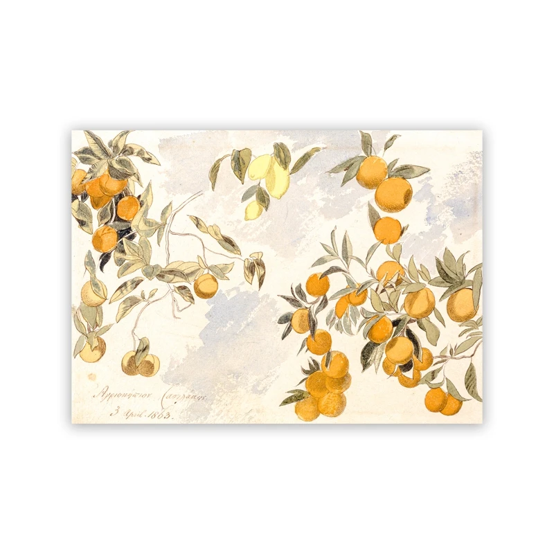 Pomarańcza - botaniczny plakat vintage do kuchni Wzór 2