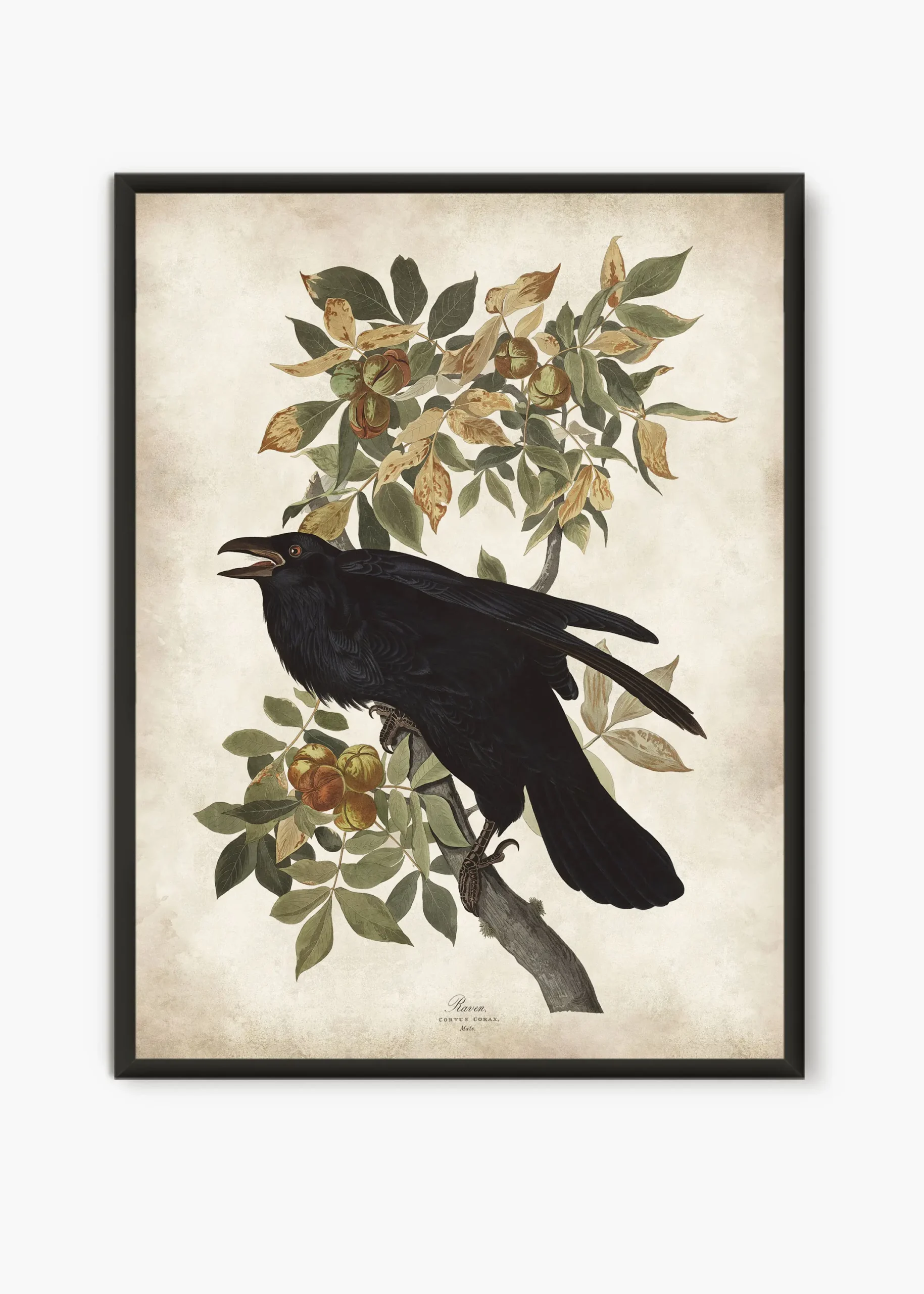 Plakat vintage egzotyczne ptaki Czerwony
