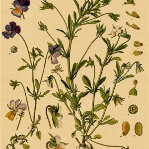 Retro ilustracje botaniczne na papierze kraft Czerwony