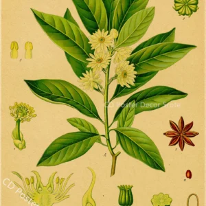 Plakat botaniczny z roślinami leczniczymi Ciemny szary