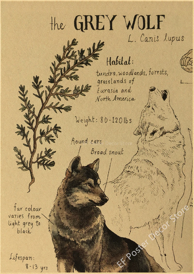 Plakat smok i wilk - magiczne zwierzęta retro Wzór 8
