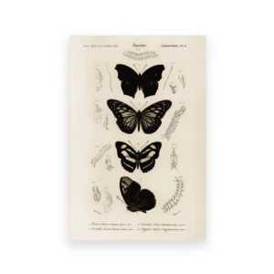 Plakat vintage biblioteka dark academia Jasny