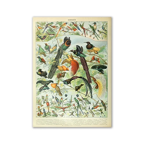 Plakat vintage z motylami i grzybami Brązowy