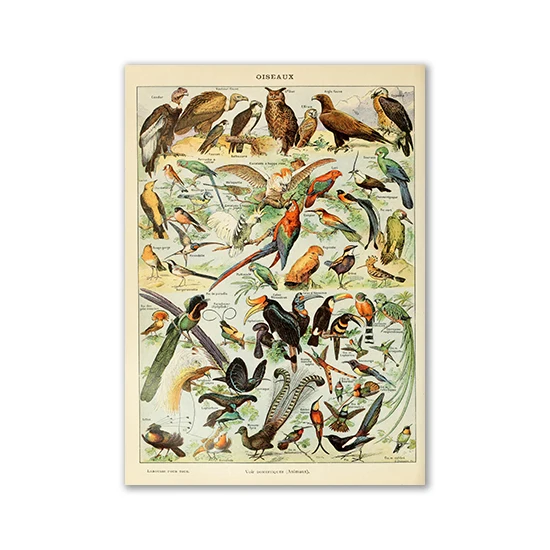 Plakat vintage z motylami i grzybami Ciemny szary