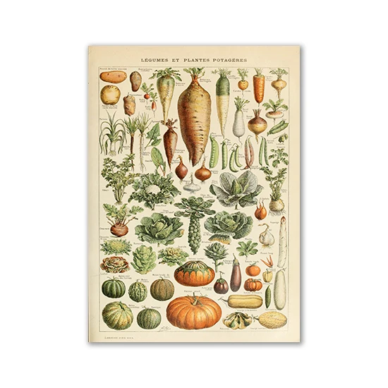 Plakat vintage z motylami i grzybami Czarny