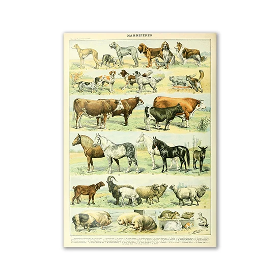 Plakat vintage z motylami i grzybami Fioletowy/фиолетовый