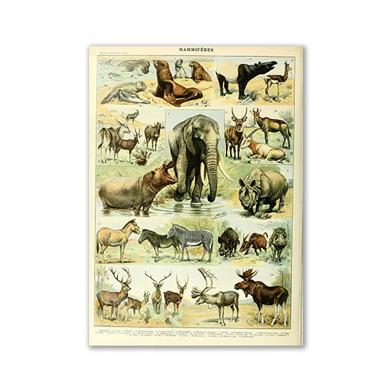 Plakat vintage z motylami i grzybami Jasnozielony