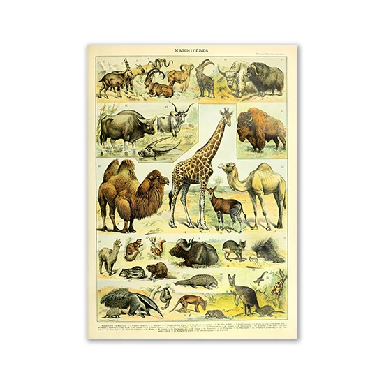 Plakat vintage z motylami i grzybami Jasnożółty