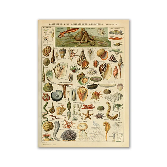 Plakat vintage z motylami i grzybami Pomarańczowy
