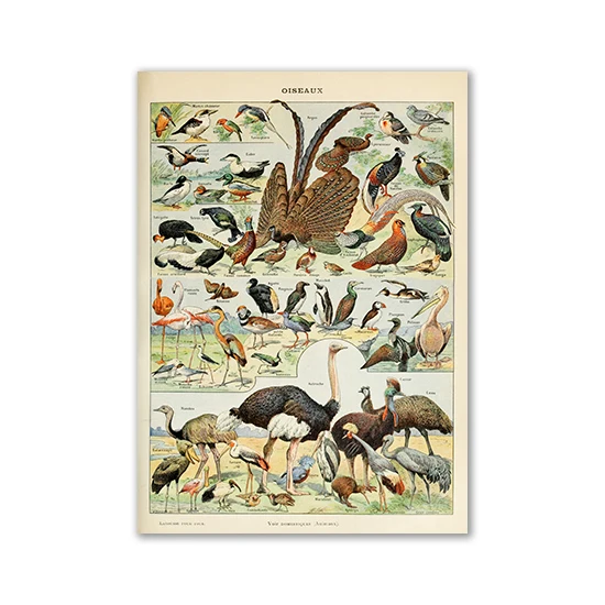 Plakat vintage z motylami i grzybami śliwka