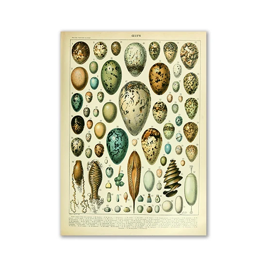 Plakat vintage z motylami i grzybami Wielo