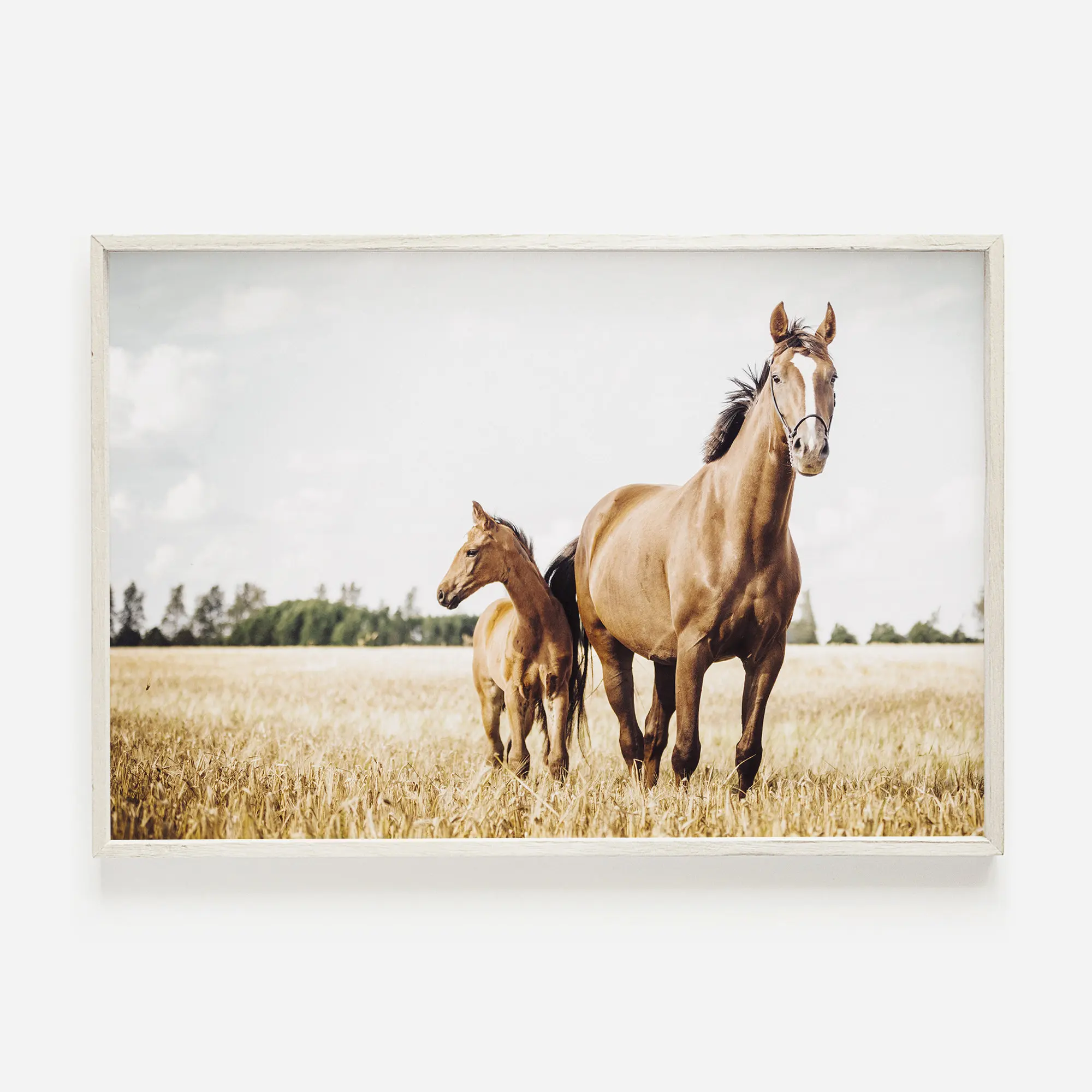 Plakat western - bizon, byk i koń Czarny