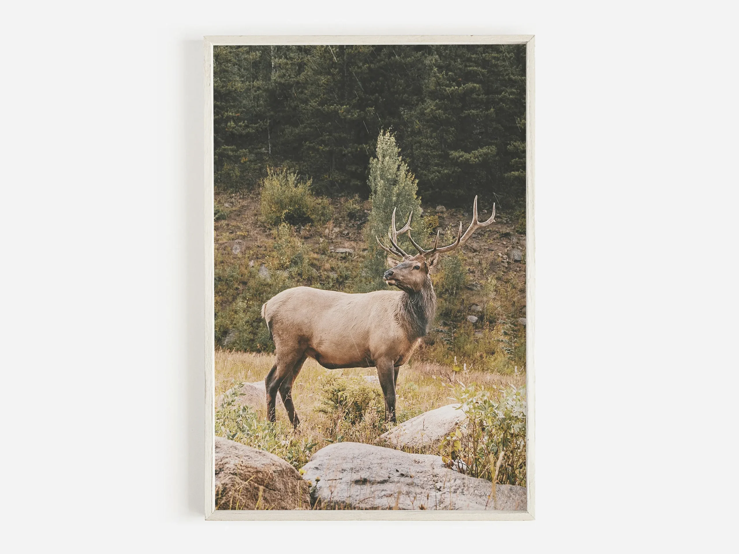Plakat western - bizon, byk i koń Czerwony
