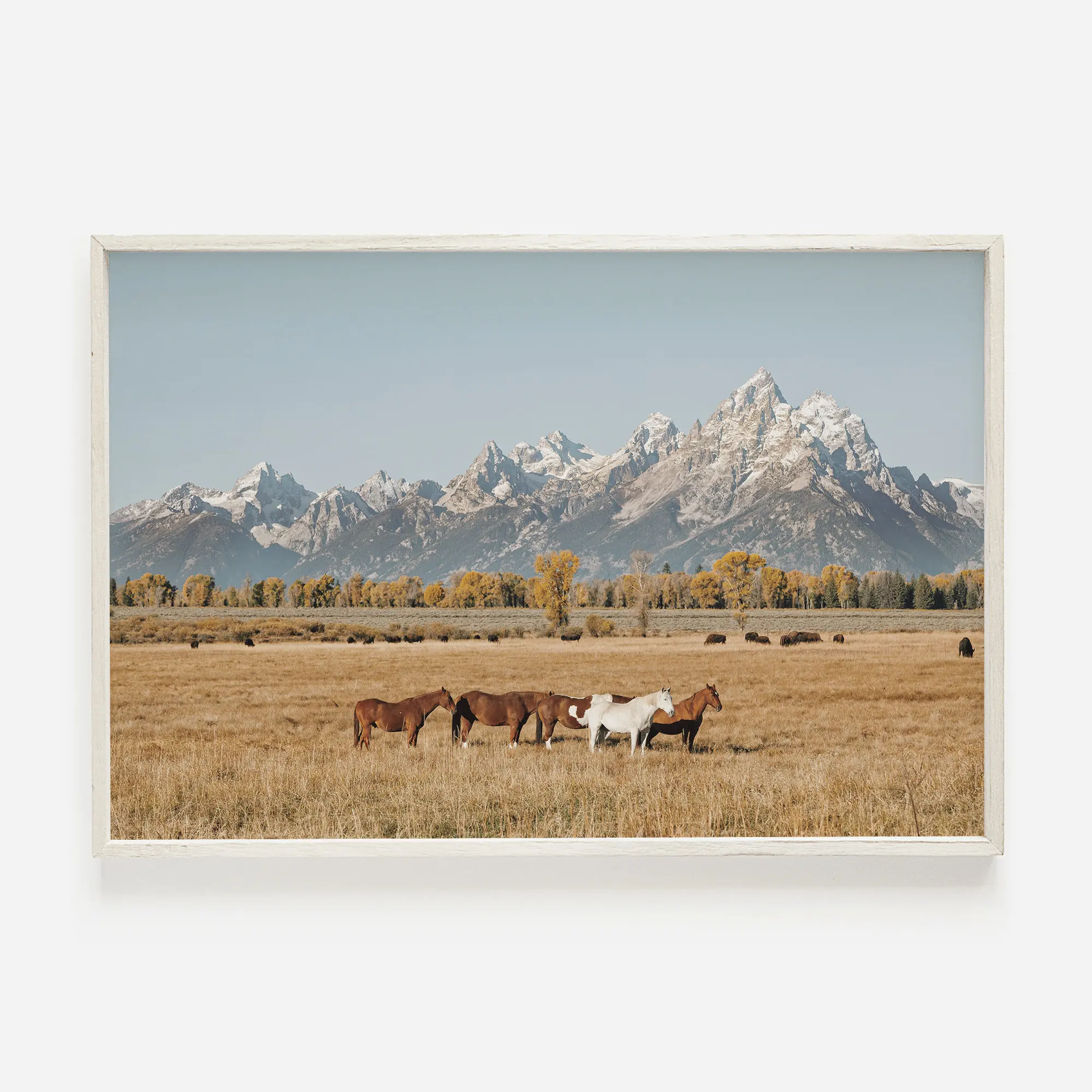 Plakat western - bizon, byk i koń Niebieski