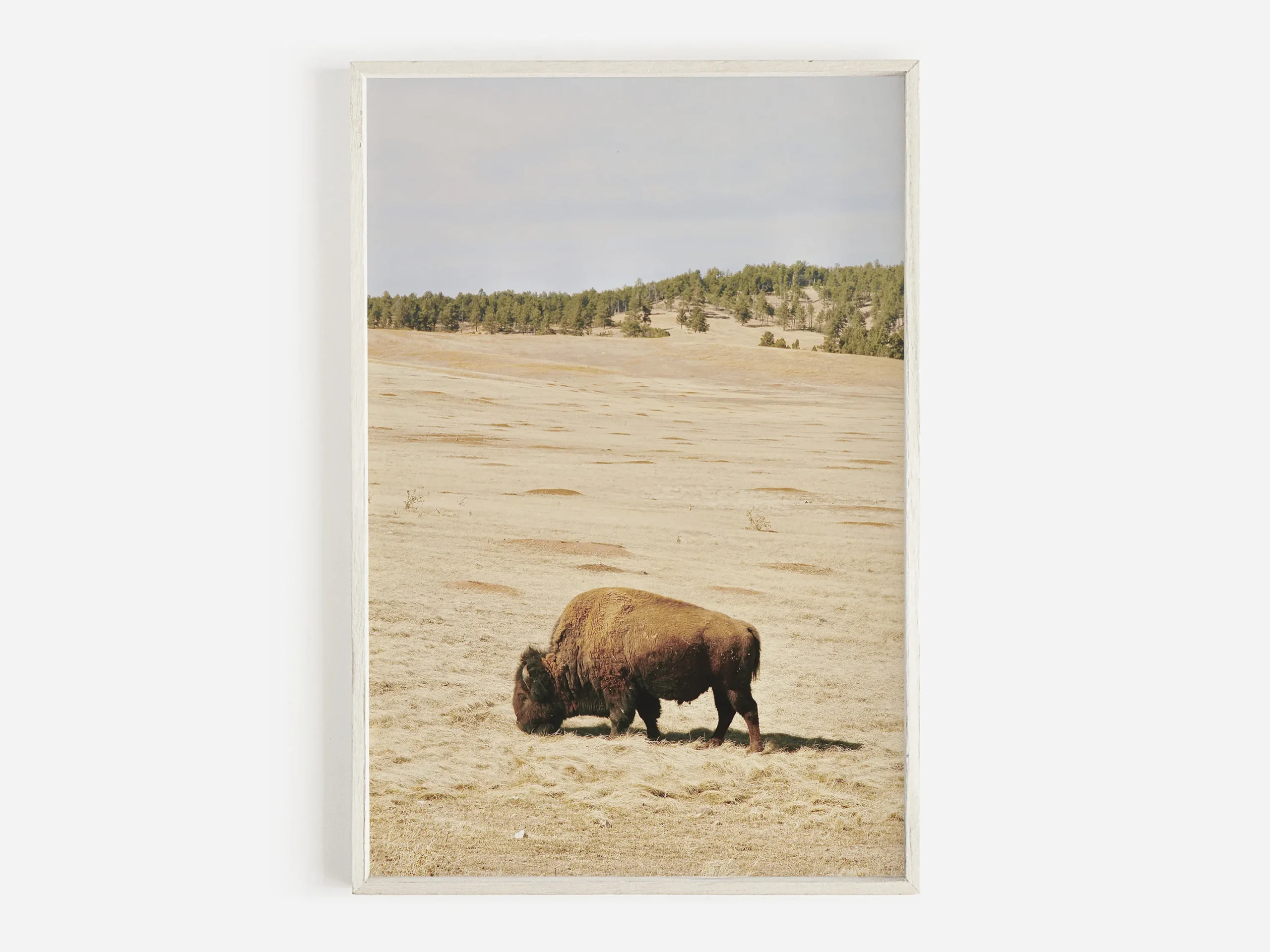 Plakat western - bizon, byk i koń Zielony