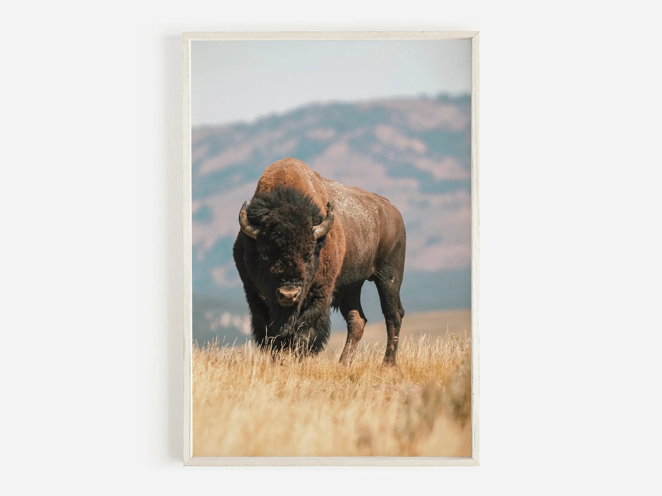 Plakat western - bizon, byk i koń żółty