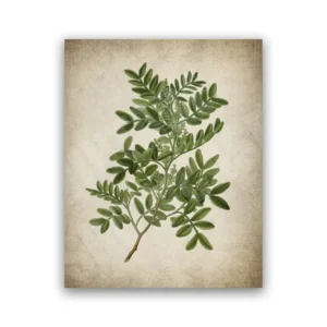Zielony liść – vintage plakat botaniczny Biały