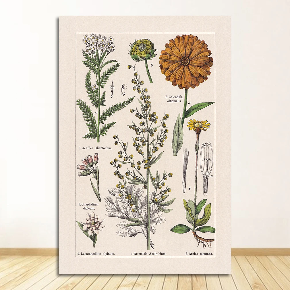 Vintage zioła botaniczne Burgundia