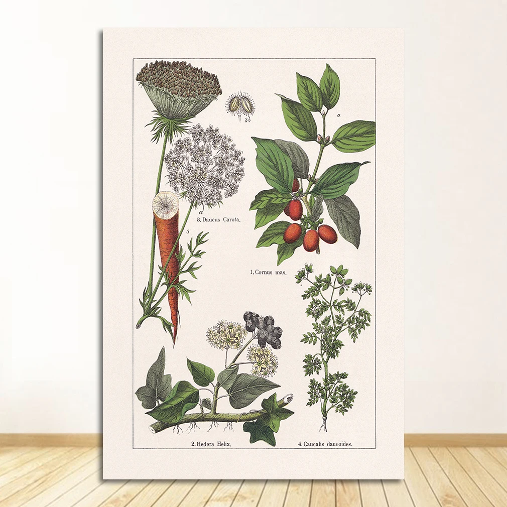 Vintage zioła botaniczne Czarny