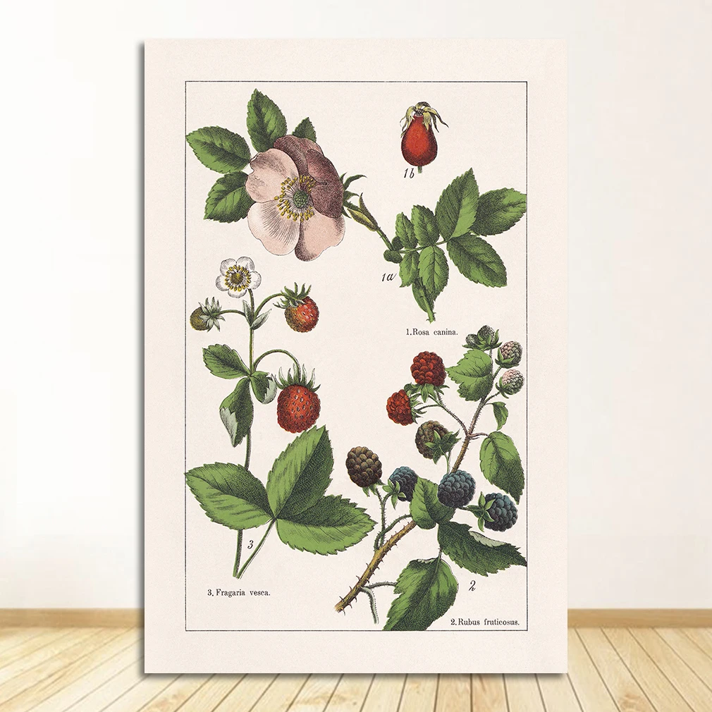 Vintage zioła botaniczne Fioletowy/фиолетовый