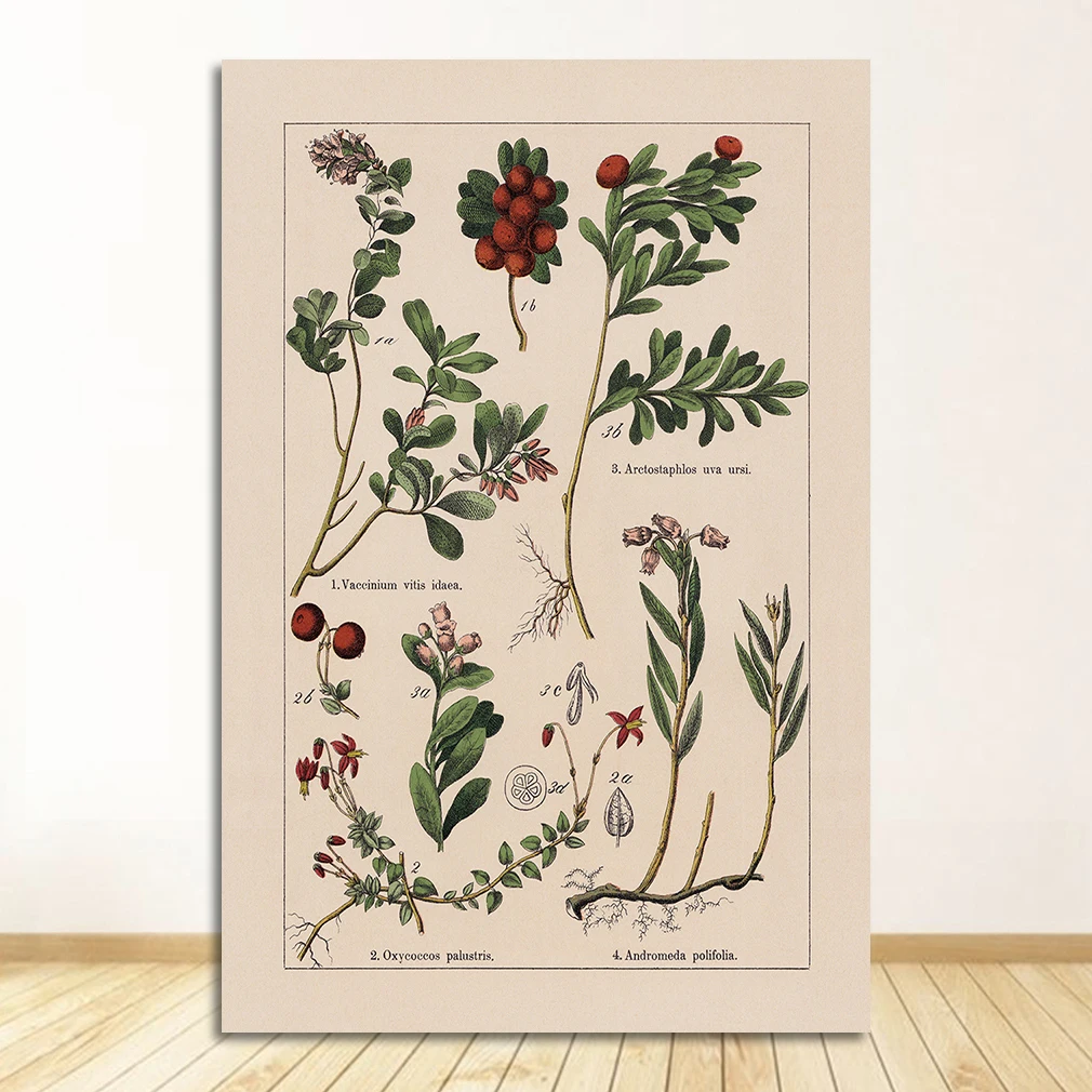 Vintage zioła botaniczne Jasnoszary