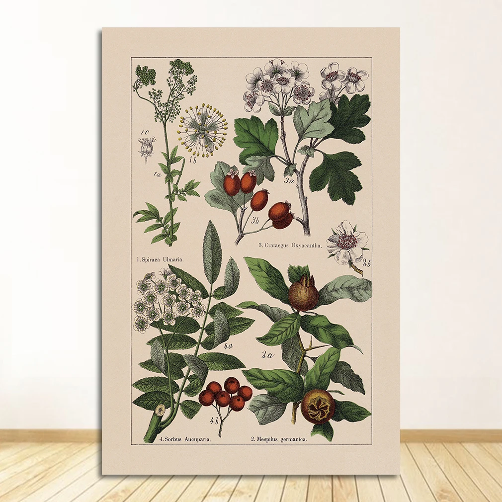 Vintage zioła botaniczne Jasnożółty