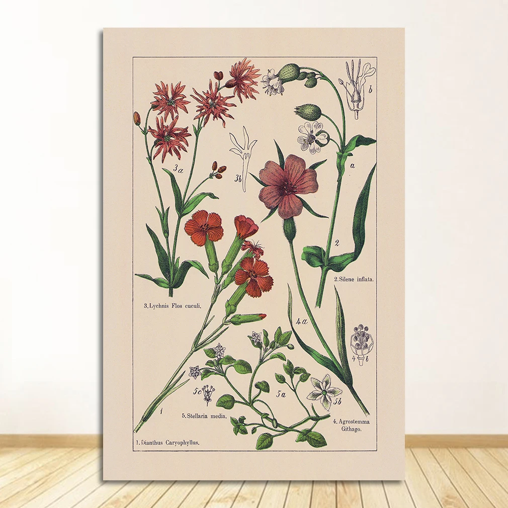 Vintage zioła botaniczne Jasny