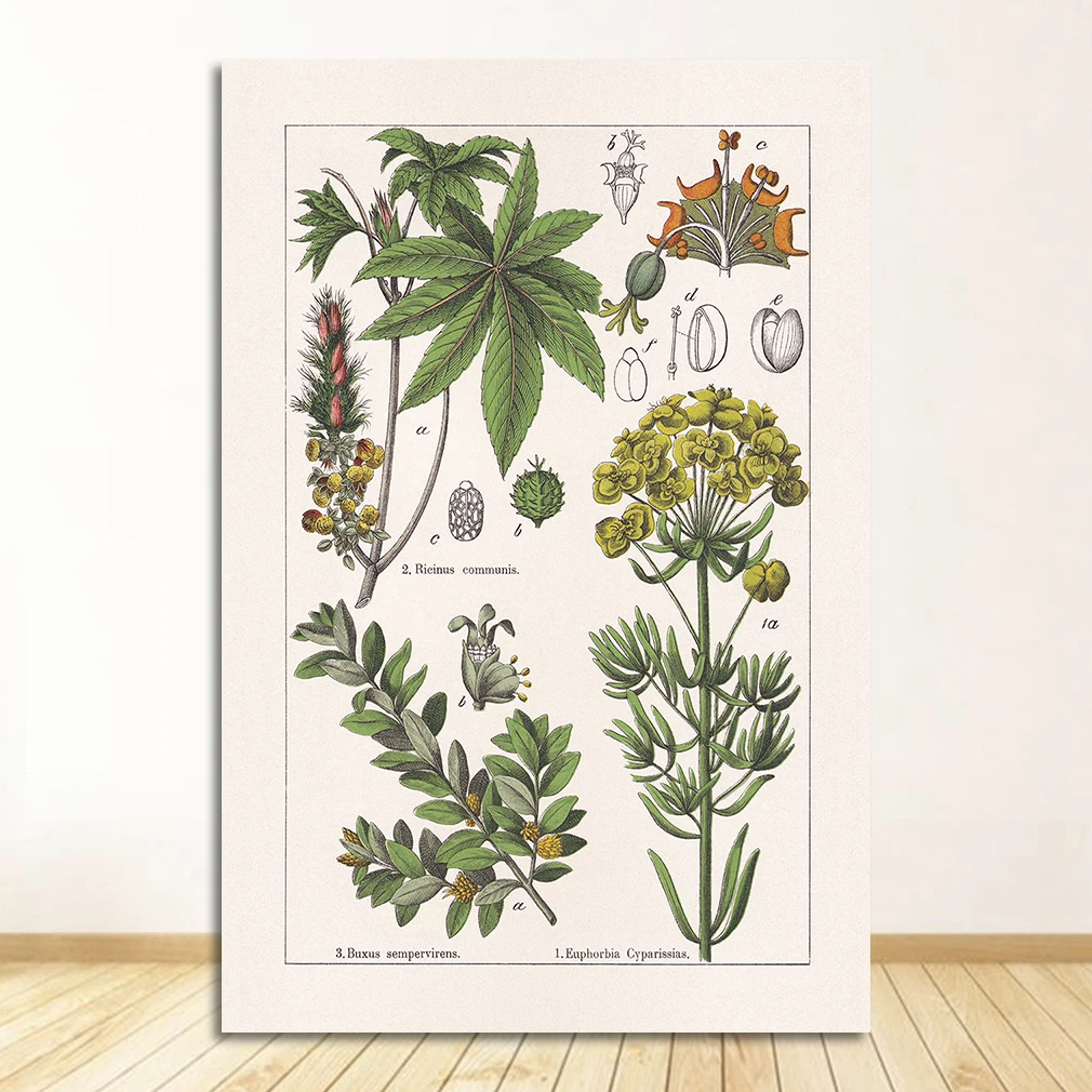 Vintage zioła botaniczne Pomarańczowy