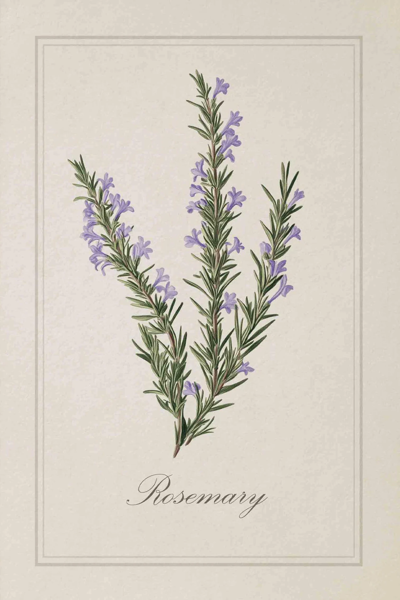 Vintage ilustracje ziół kulinarnych Burgundia
