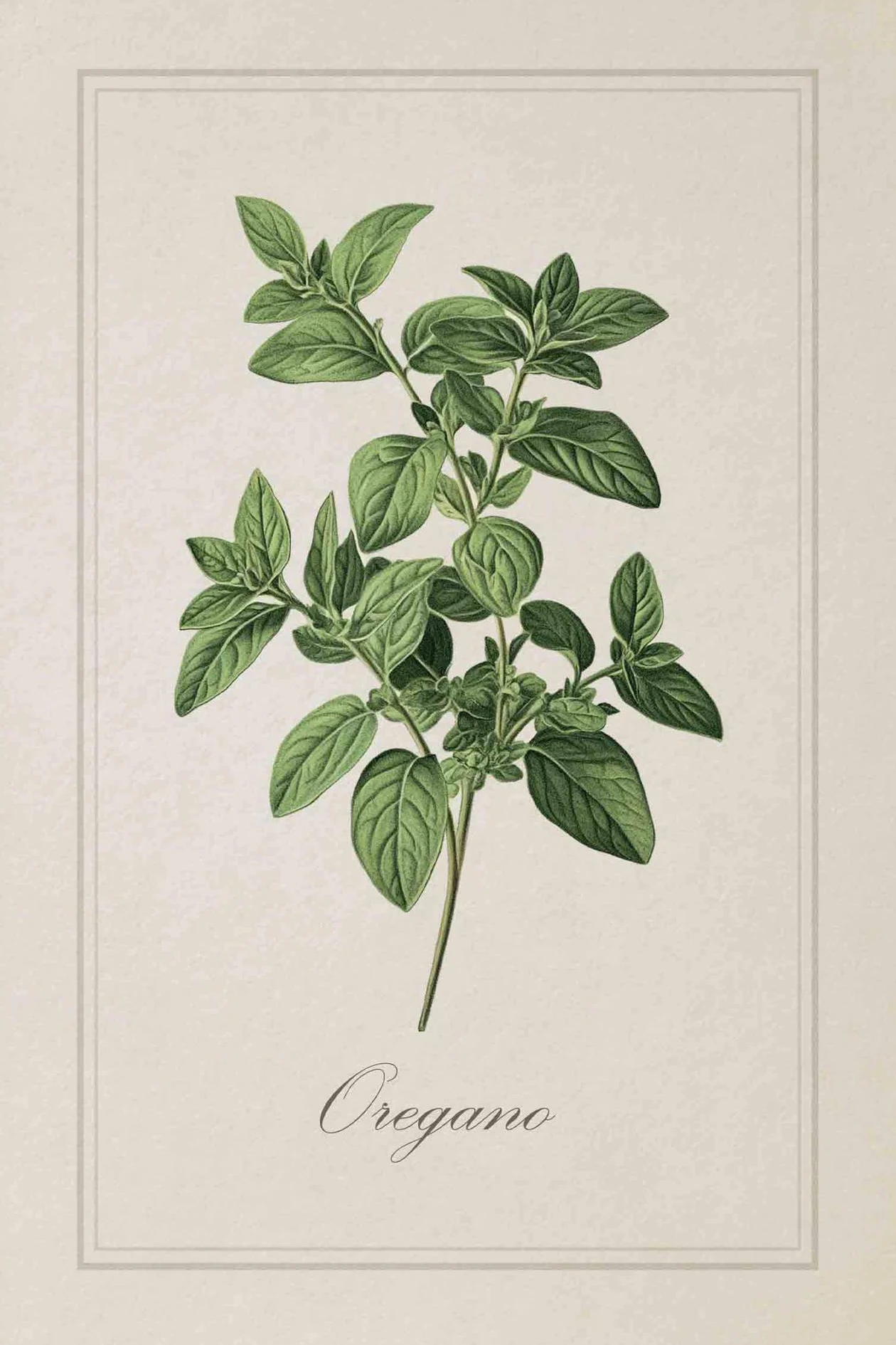 Vintage ilustracje ziół kulinarnych Czerwony
