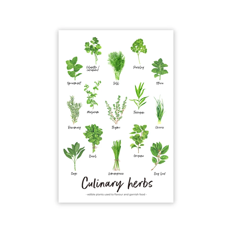Plakat zioła i przyprawy - botaniczny wykres do kuchni Biały